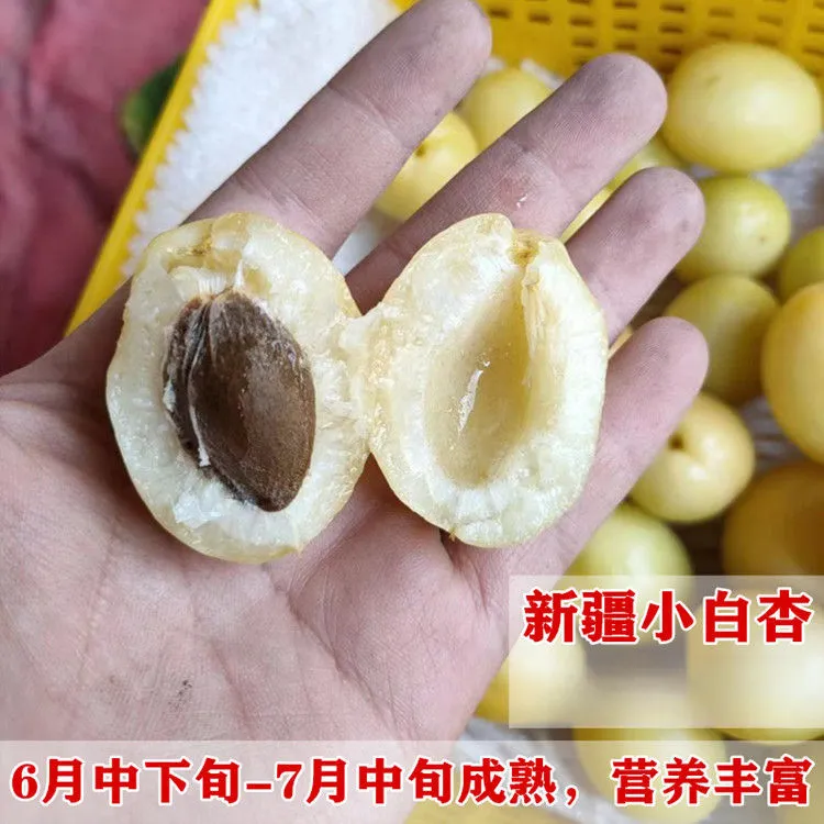 新疆小白杏树苗嫁接甜杏子苗南方北方种植果树苗盆栽地栽