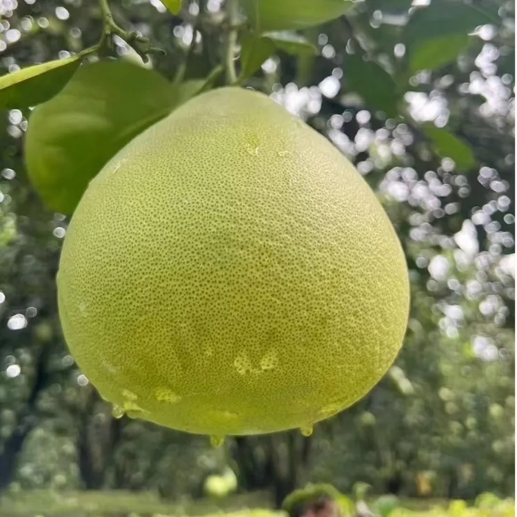 正宗西双版纳山地傣柚子东试早新鲜采摘清甜爆汁皮薄肉厚产地直发