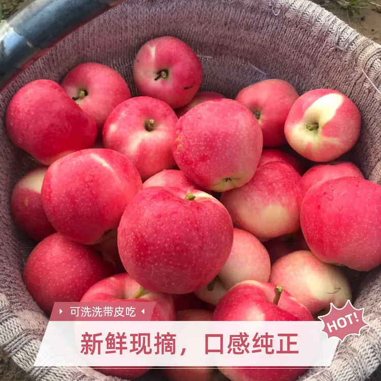 顺丰包邮到家正宗陕西洛川水晶嘎啦苹果收到坏果包赔