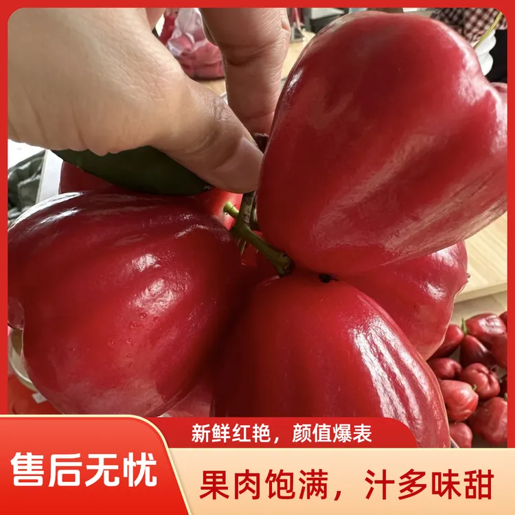 [顺丰冷链]红宝石莲雾新鲜多汁清甜脆爽热带水果特产