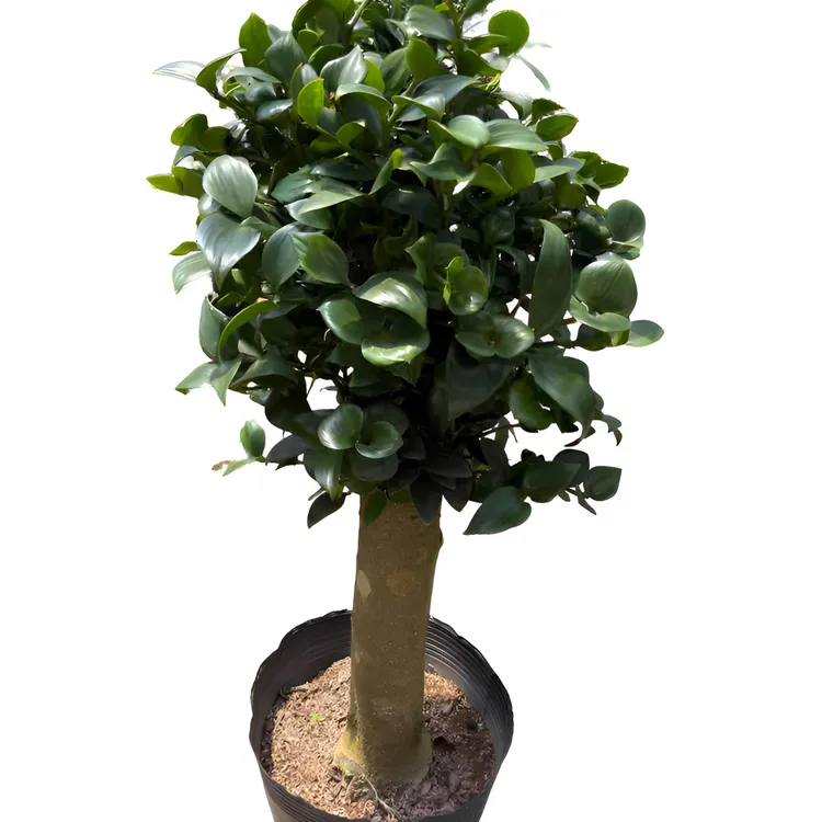 竹柏四季常青耐寒耐热平安兴旺竹盆栽室内好养净化空气庭院绿植