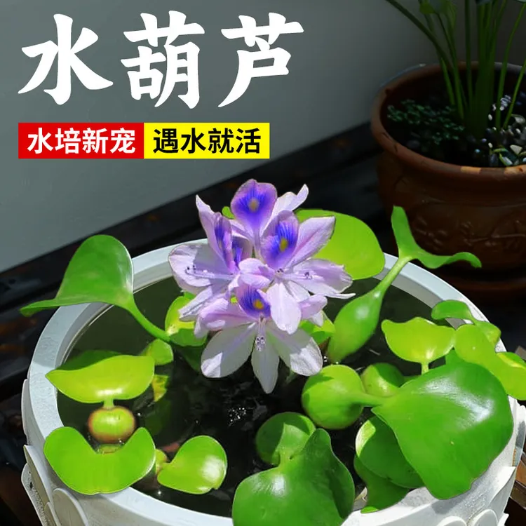 水质净化浮萍水草水草浮萍鱼缸乌龟虾花卉鱼池塘净化水生植物种