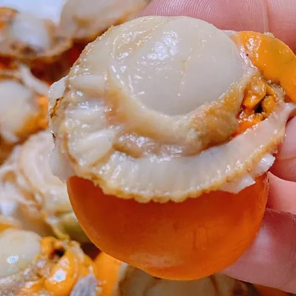 超大号扇贝肉 带黄扇贝肉 新鲜熟冻(30到50) 3包*500g/包