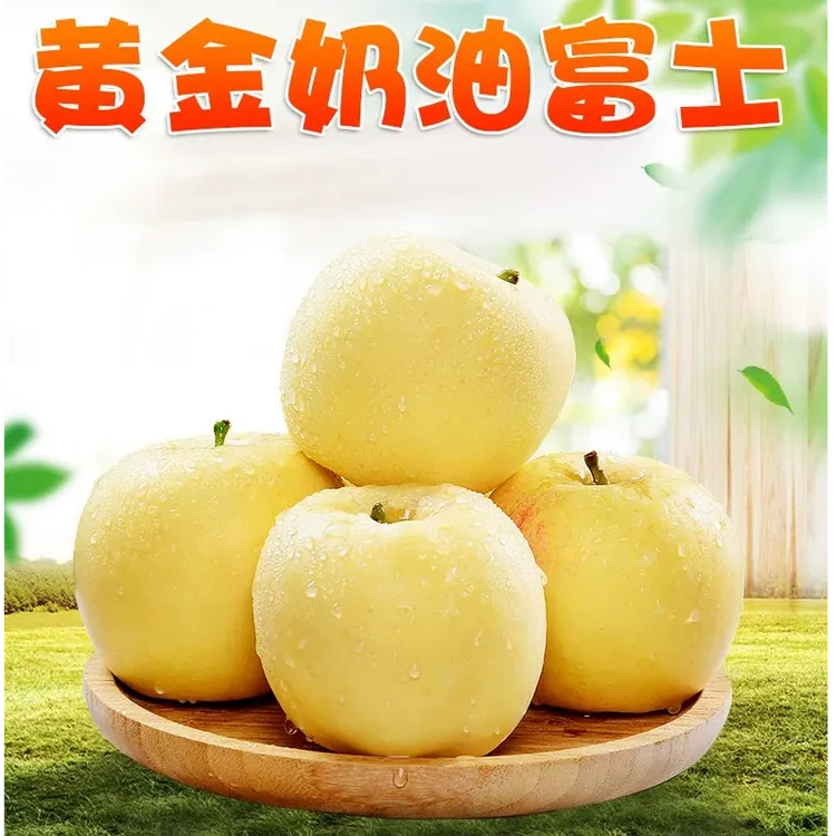 山东烟台黄金奶油苹果当季新鲜果园直发 脆甜多汁
