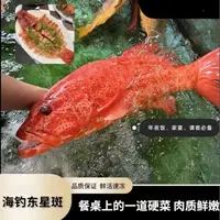 【码头价】野生东星斑4两-6斤/条 深海石斑鱼 活冻发货 默认不杀