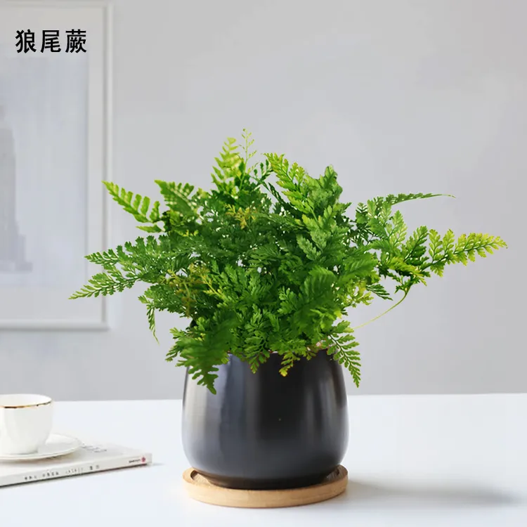 狼尾蕨盆栽迷你植物创意好养室内办公室摆件净化空气绿植盆景花卉
