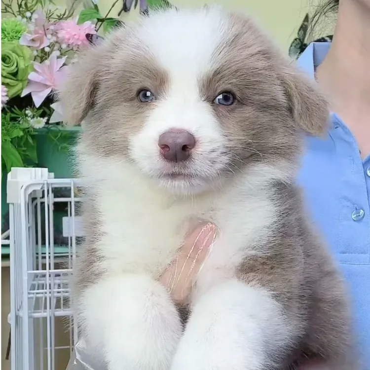 奶思边牧狗狗活体链接