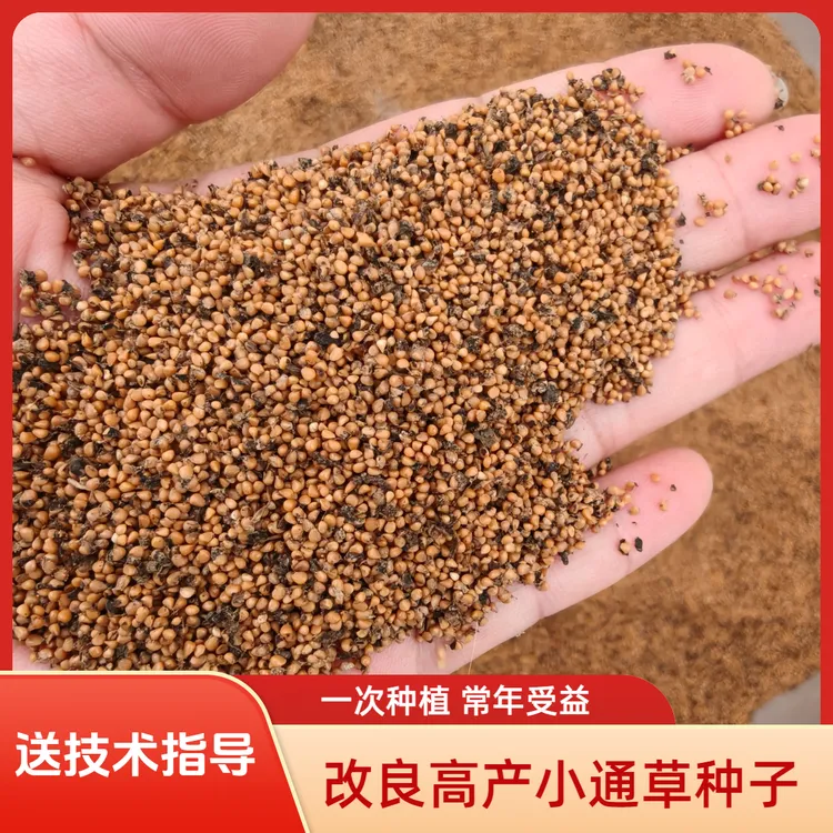 2025新货改良高产小通草种子干货  中药材种子送种植技术资料