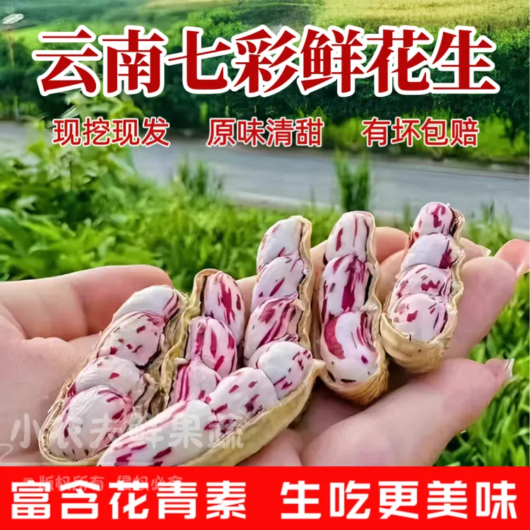 云南七彩花生五彩牛奶花生新鲜带壳老品种云南富硒黑花生湿花生