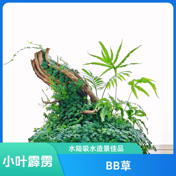 小叶薜荔掌叶霹雳BB草攀爬藤本植物水陆吸水石造景雨林缸微景观商品图