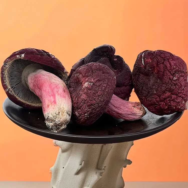 福建三明红菇农家食用红蘑菇干货红菌清香红菇月子菇可炖·煮