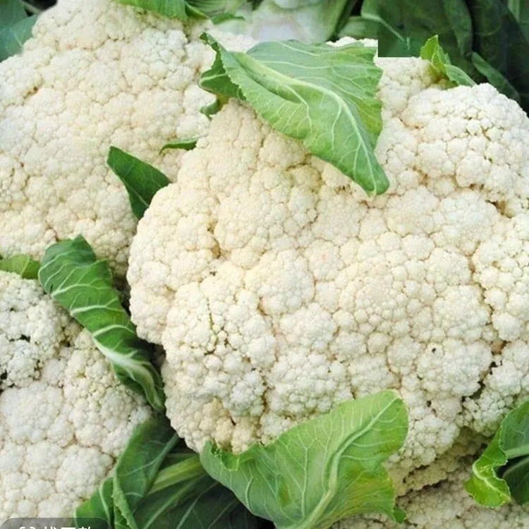 露天种植鲜甜脆嫩青梗花椰菜花菜新鲜现摘现发应季蔬菜紧花