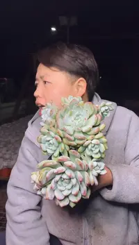 望舒2颗4.88      
