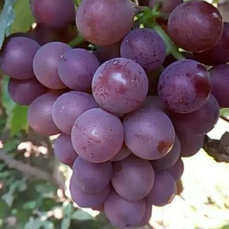 葡萄树阳光玫瑰巨峰妮娜皇后各种规格阳台庭院栽种