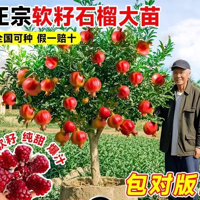 石榴树树苗突尼斯软籽石榴苗盆栽庭院果树特大带土无籽甜石榴树苗
