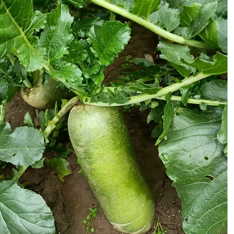 二号天星2号萝卜(小)富含为微纤维水分口感清脆爽口通气煎炒烹炸