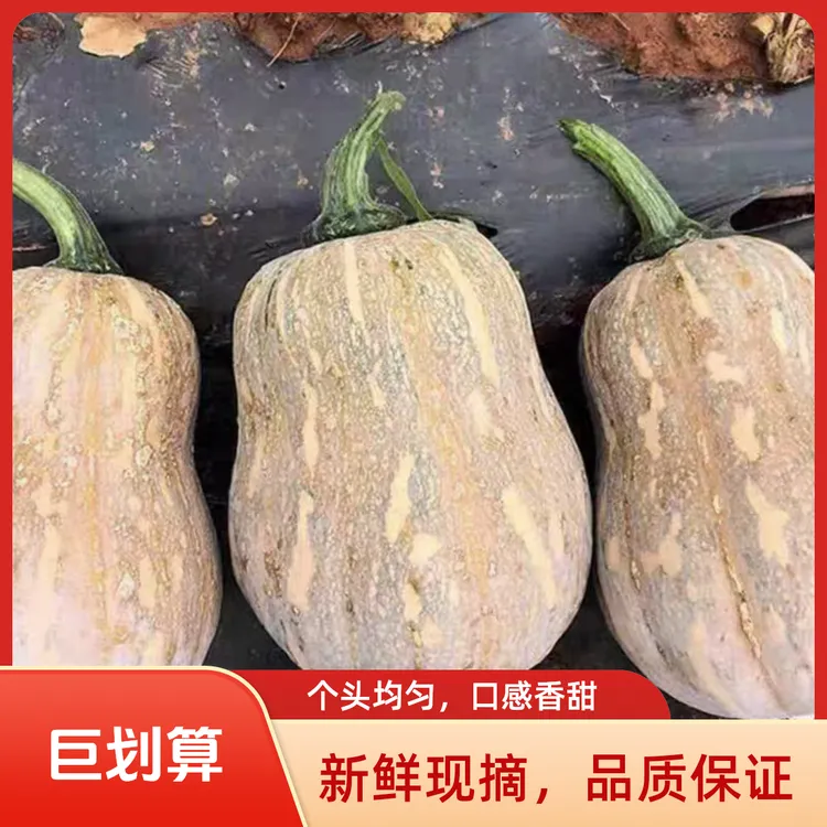 河南小金香花生南瓜农家应季蔬菜香甜软糯板栗味粉面新鲜当季辅食