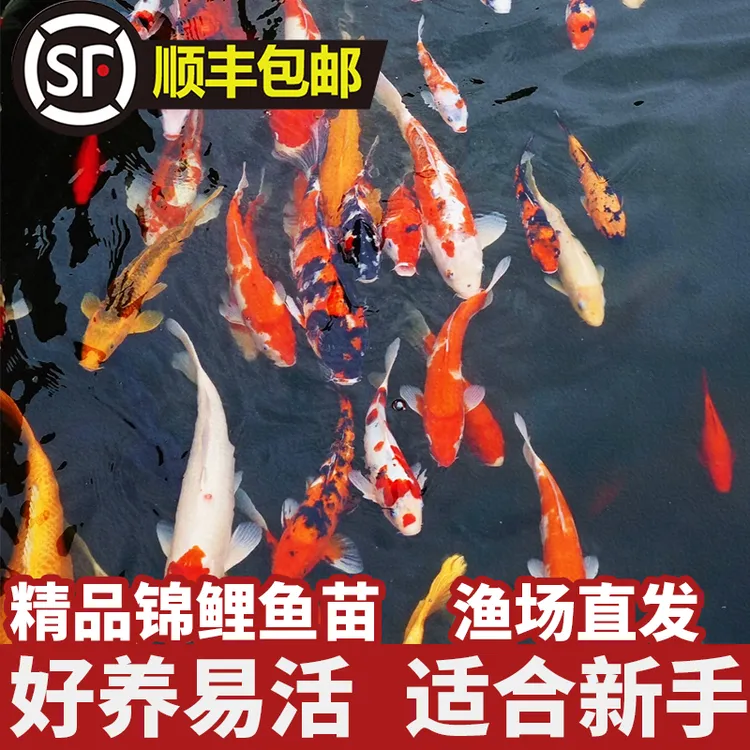【薛和锦鲤 10cm-25cm一条  拍号可选】 直播1号链接  各色锦鲤