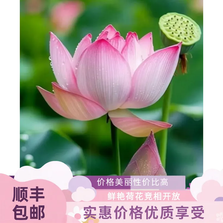 微山湖静姐推荐新鲜莲花现采真鲜花家居供佛酒店办公装饰荷花