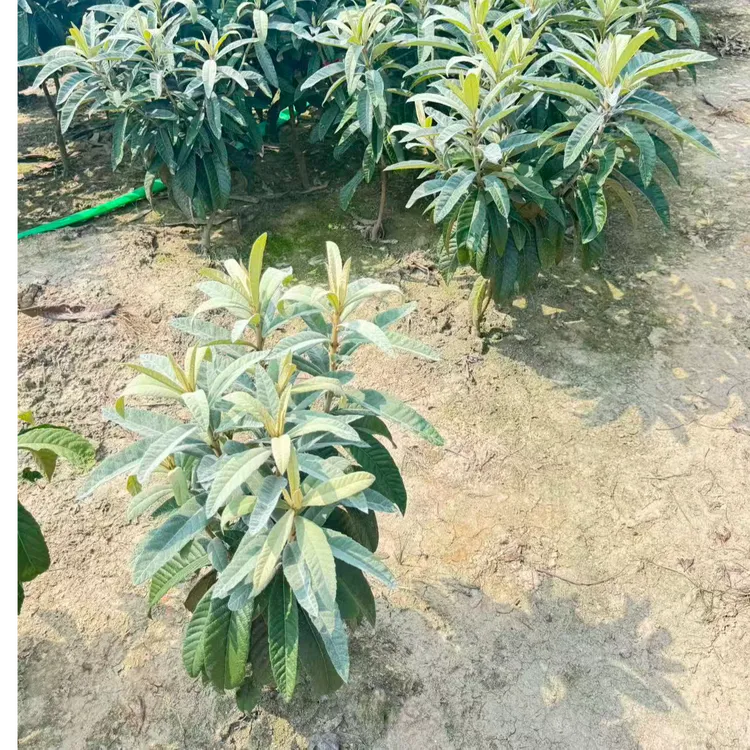 苏州东山嫁接白玉苗盆栽绿植