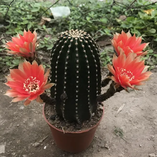 黑金刚开花仙人球精品多肉植物室内办公室盆栽好养花卉盆栽