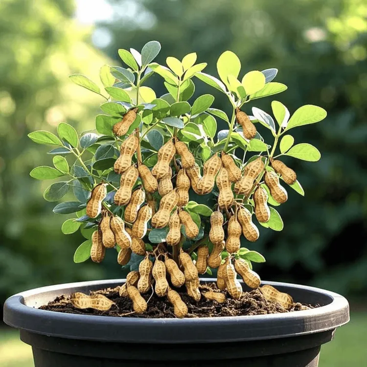 【长在树上的花生】四季花生种子大粒高产高油花生树种四季可种