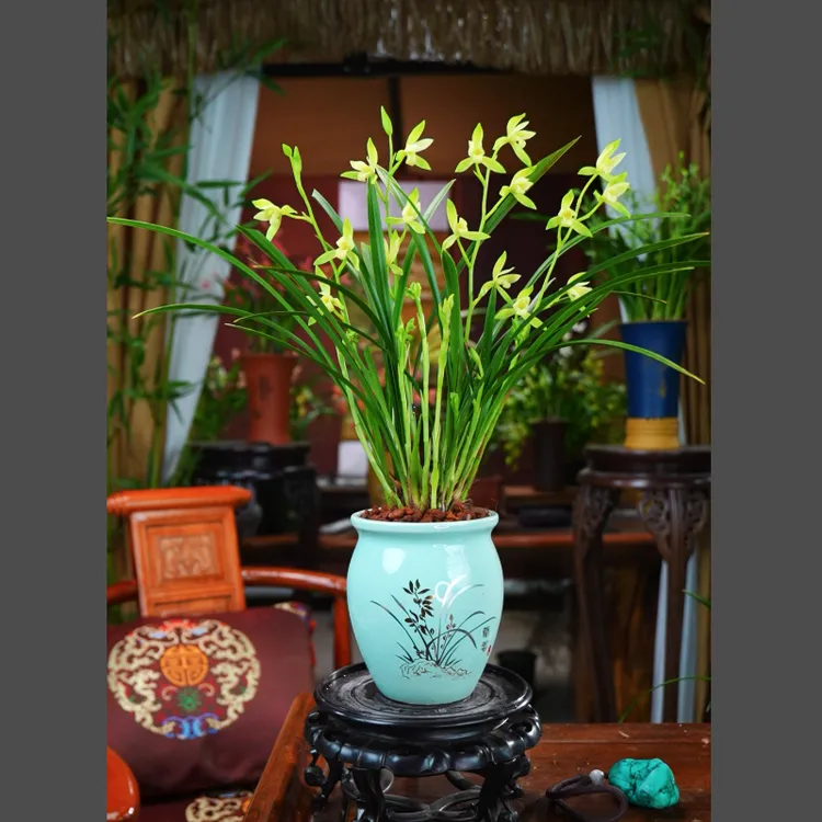 建兰 带花苞 漓江雪 素心花玉芙蓉 带陶瓷盆种好 室内易养活兰花