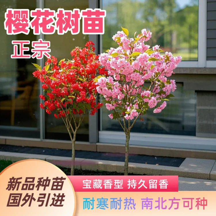 正宗樱花树苗日本早樱晚樱庭院地栽室内外盆栽南北方风景树花卉