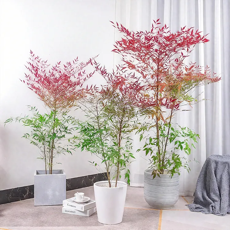 南天竹 盆栽地栽皆可 耐寒耐旱 室内外好养 净化空气