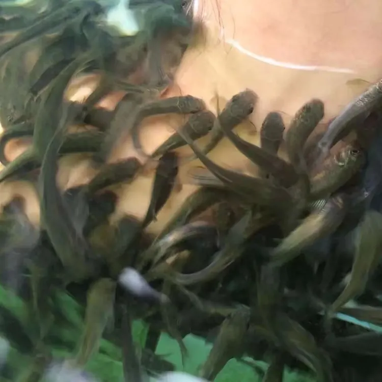 正品土耳其专用淡红墨头鱼医生亲亲足疗啃脚适应能力强耐活小鱼