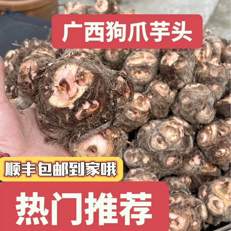 广西新鲜现挖狗爪艿软糯香甜粉粉糯糯可蒸煮的小芋头