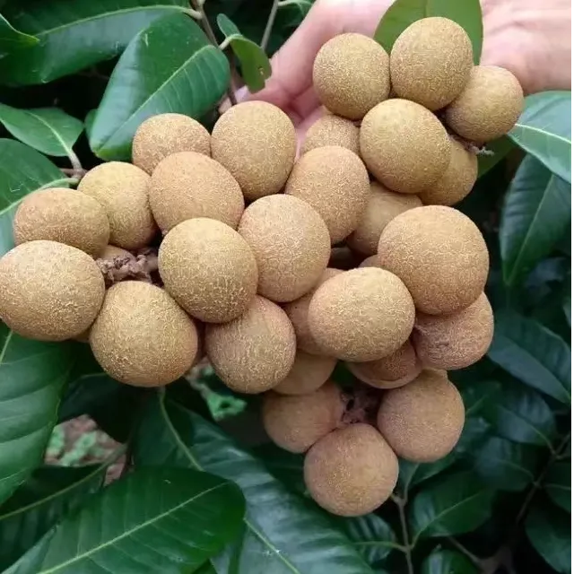 高州现摘现发储良龙眼5斤/10斤装【桂圆果鲜】，果实较大高州龙眼