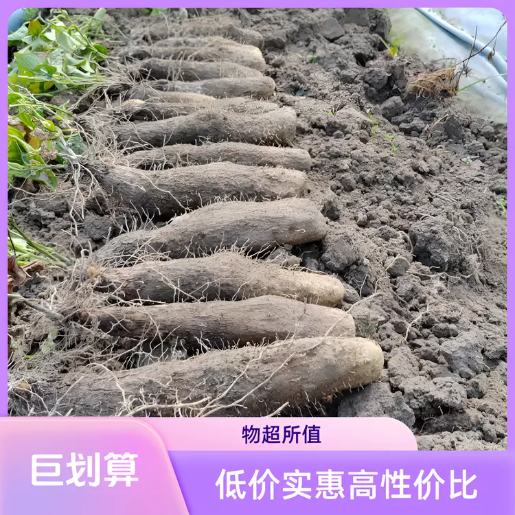 文成高山糯米山药新鲜现挖口感糯糯的