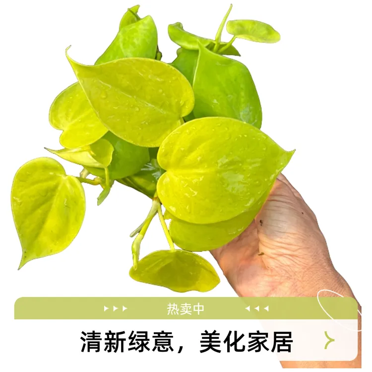 柠檬汁蔓绿绒室内客厅办公室绿植盆栽心形叶片室内阳台网红植物花