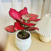 如意吉利红盆栽室内水培植物四季好养吸除甲醛鲜活花卉