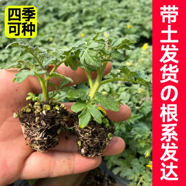 w矮生番茄秧苗不带盆红黄黑各色矮生小番茄阳台庭院种植