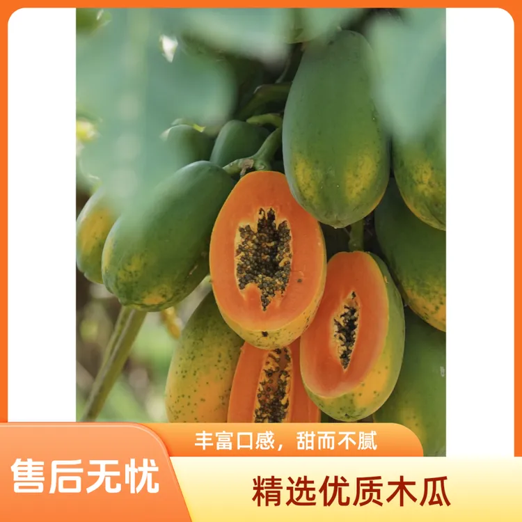 西双版纳树上熟红心牛奶木瓜现摘现发清甜多汁当季水果