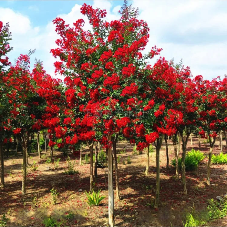 紫薇树苗红火箭百日红绿植庭院绿化耐寒树苗