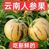 云南石林人参果树熟现摘黄肉圆果应季节水果，带箱5斤 28-45个
