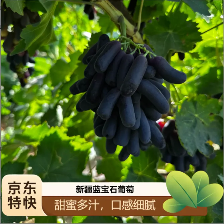 【新疆直发】正宗蓝宝石葡萄金手指美人指黑美人新鲜无籽无核脆甜