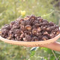 [小曼专属]高原野生小香菇 每一朵都散发着馥郁的香气