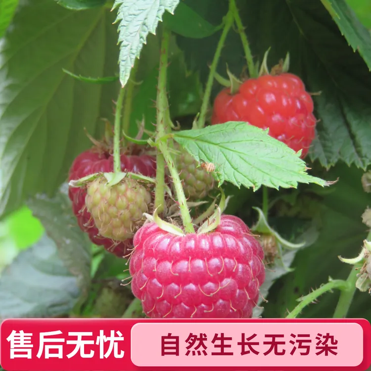 四季红树莓家庭园艺果树可盆栽地栽室内绿植阳台绿植可露天地栽