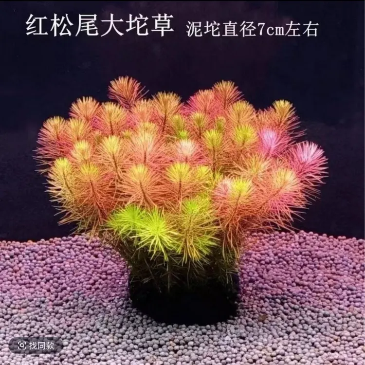 红松尾水草小鱼躲避后景水草坨草