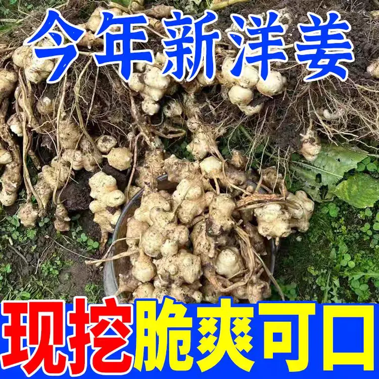 新鲜现挖洋姜菊芋鬼子姜可制泡菜酱菜农家蔬菜