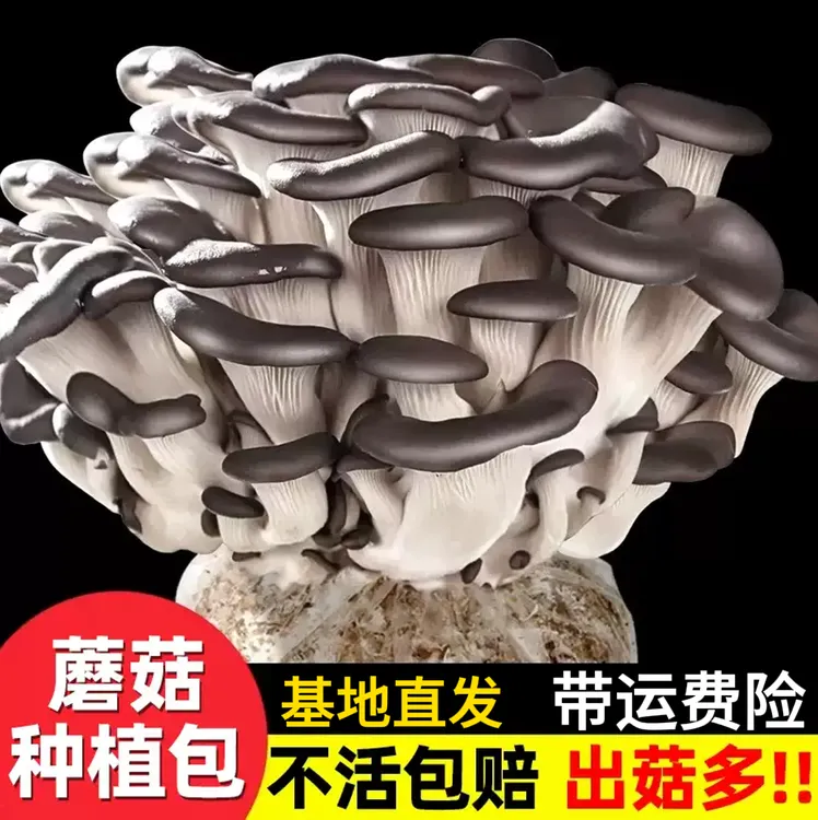 【平菇菌包】蘑菇盆栽平菇菌包菌棒好养喷水就长平菇盆栽室内种植