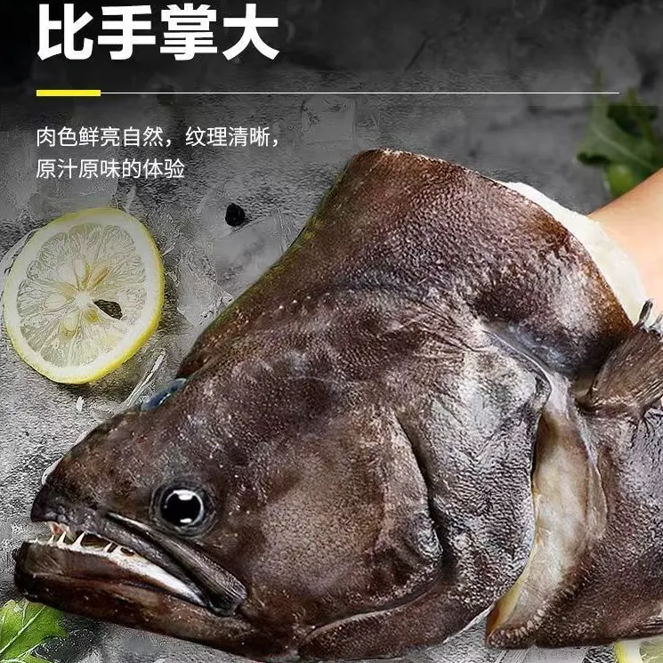 连云港发货 深海碟鱼头新鲜冷冻超大比目鱼头