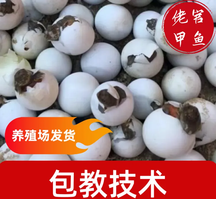 受精中华鳖种蛋甲鱼蛋可孵化100枚养殖场发货黑花鳖批发乌龟正宗