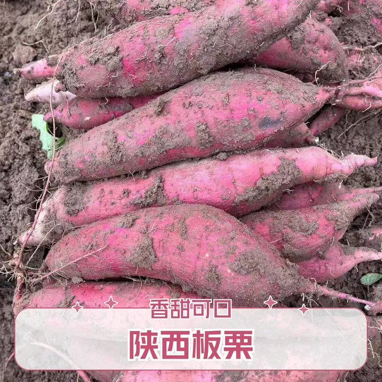 红薯 陕西板栗红薯 板栗红薯5斤装