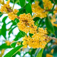 【超大桂花1米到1米2】盆栽四季桂花树开花带香味阳台室内外好养