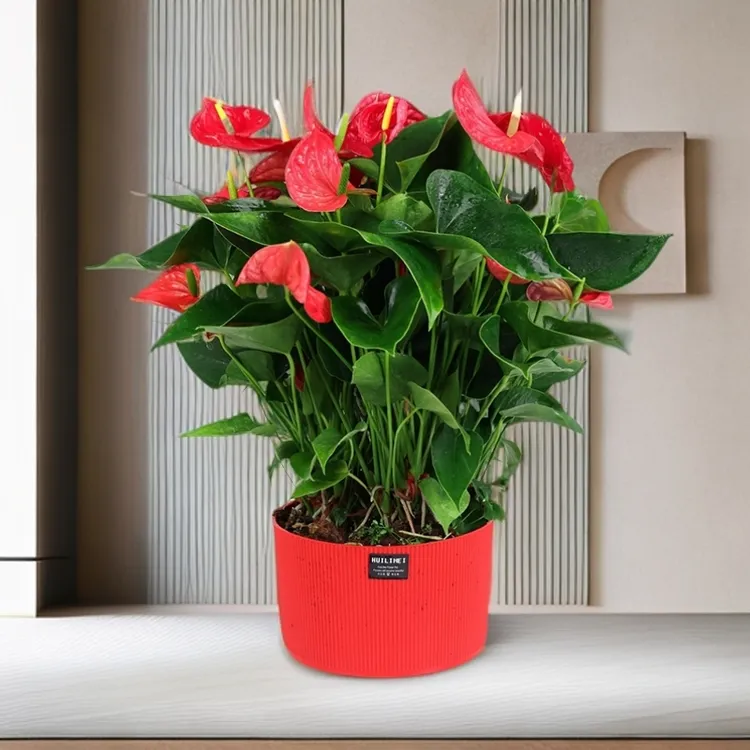 国风大红盆红掌盆栽大型花卉室内庭院阳台绿植花卉植物开花植物